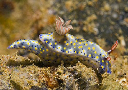 Pretty little Hypselodoris obscura from Anilao, Philippines. by Jim Chambers 